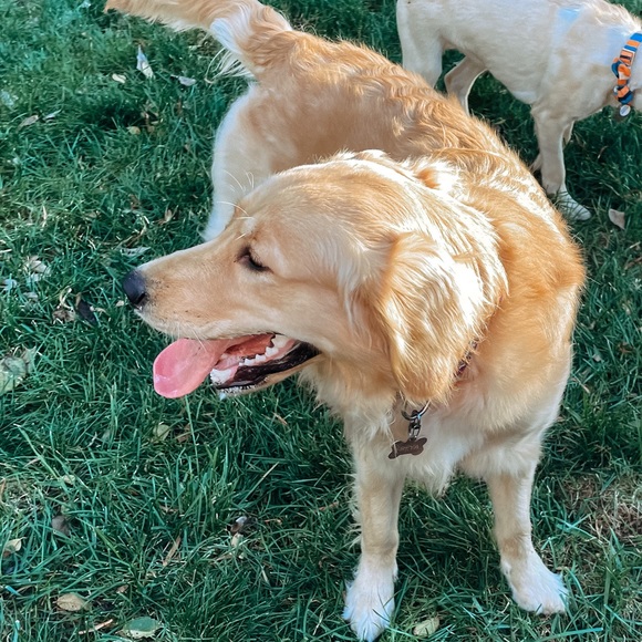 Meet your Posher, Bella - Picture 1 of 1